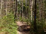 Wiessner Woods 001